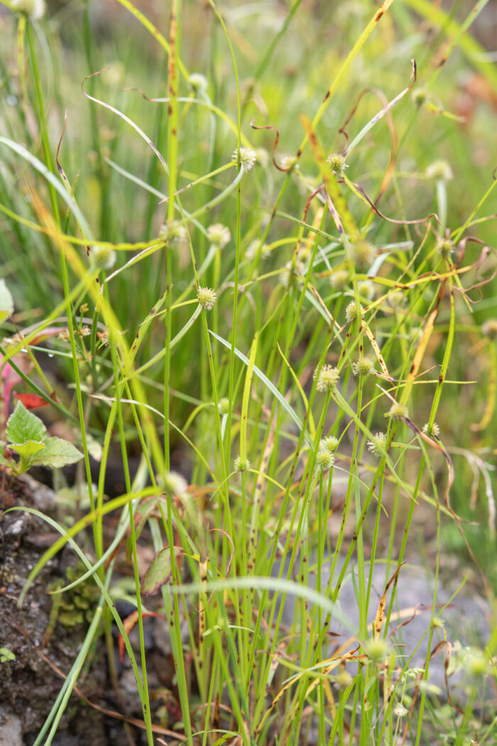 Arunachal plant (Cyperus)