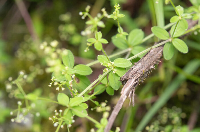 Arunachal plant (Galium)