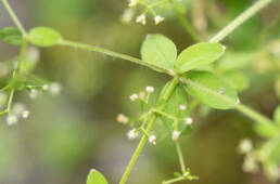 Arunachal plant (Galium)