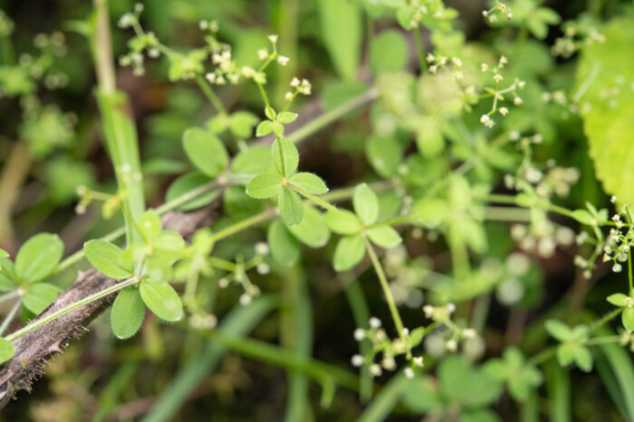 Arunachal plant (Galium)