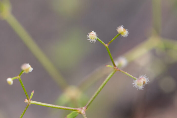 Arunachal plant (Galium)