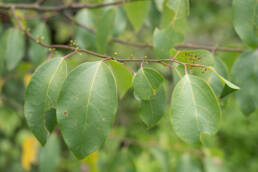 Arunachal plant (Laurales)