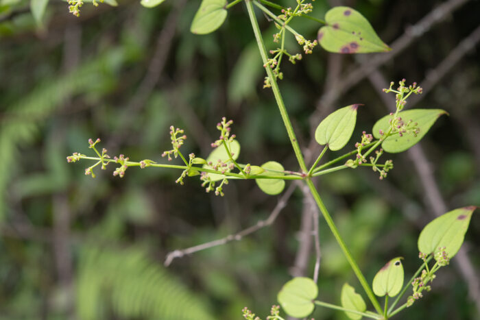 Arunachal plant (Rubia)