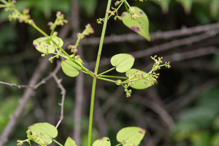 Arunachal plant (Rubia)