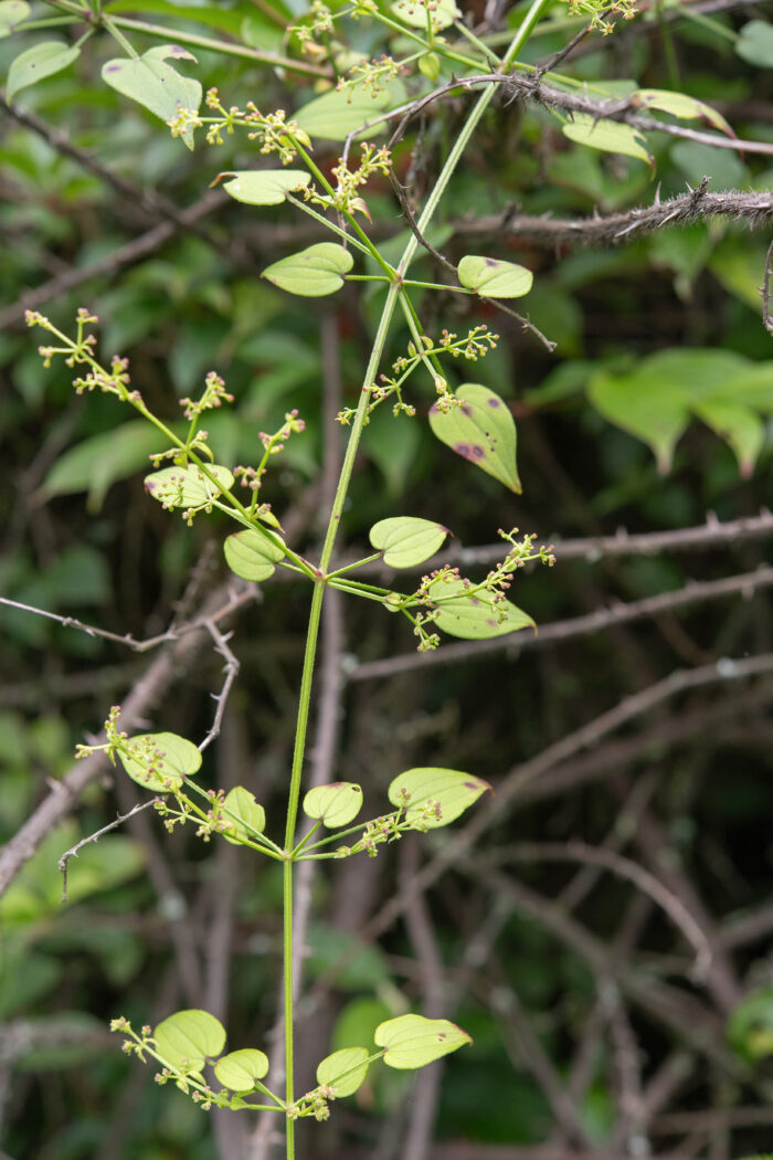 Arunachal plant (Rubia)