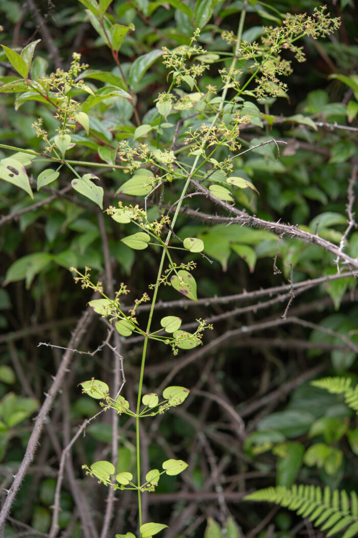 Arunachal plant (Rubia)