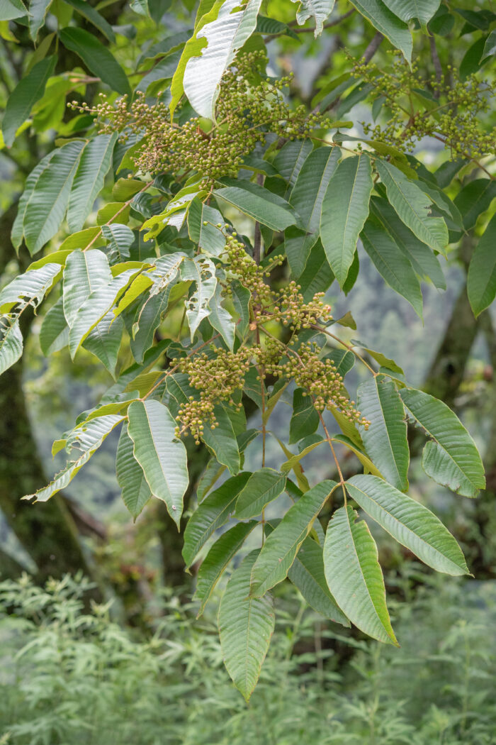 Arunachal plant (Anacardiaceae)