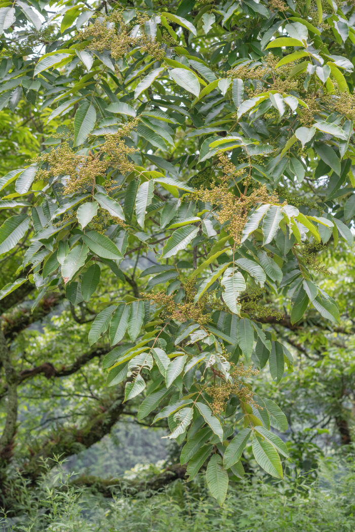 Arunachal plant (Anacardiaceae)