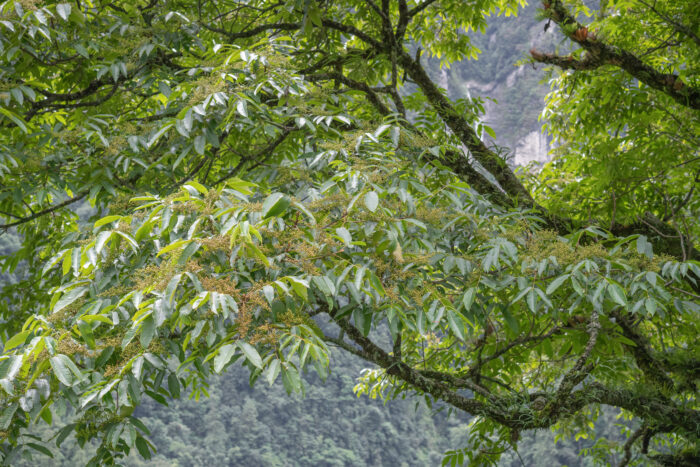 Arunachal plant (Anacardiaceae)