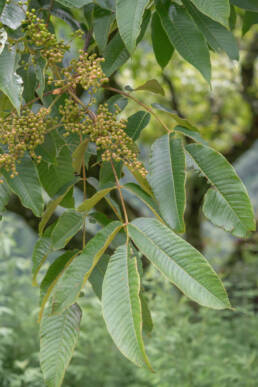 Arunachal plant (Anacardiaceae)