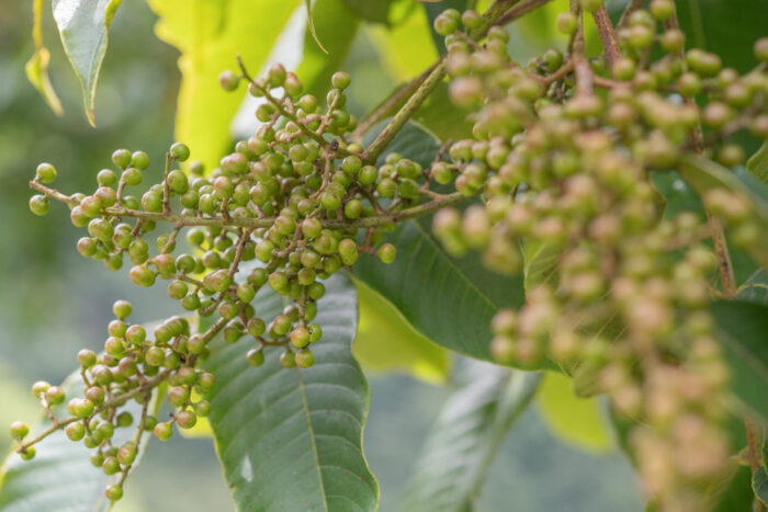 Arunachal plant (Anacardiaceae)