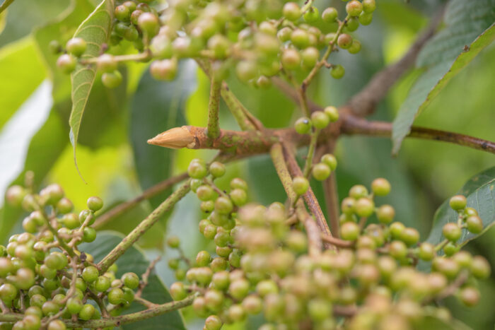 Arunachal plant (Anacardiaceae)