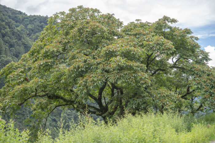 Arunachal plant (Anacardiaceae)