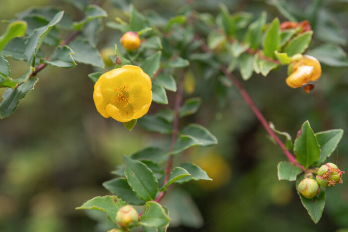 Arunachal plant (Hypericum)