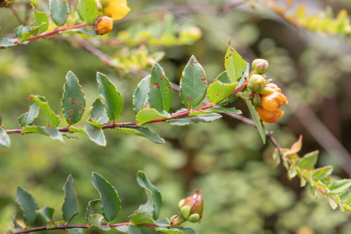 Arunachal plant (Hypericum)