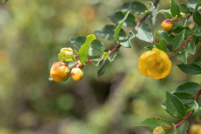 Arunachal plant (Hypericum)