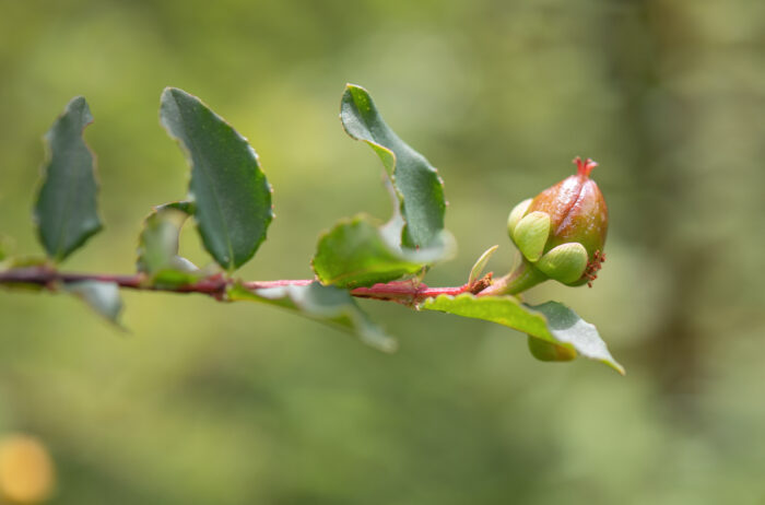 Arunachal plant (Hypericum)