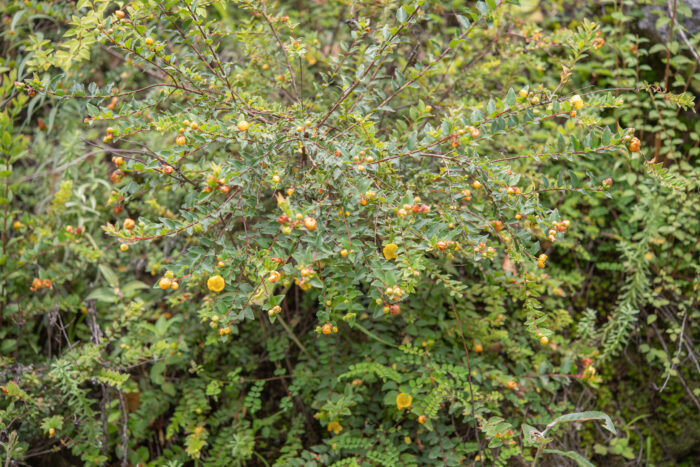 Arunachal plant (Hypericum)