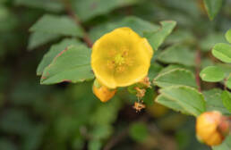 Arunachal plant (Hypericum)