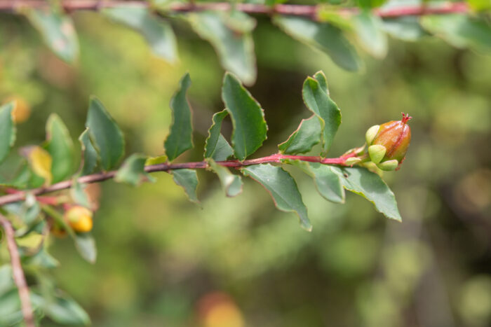 Arunachal plant (Hypericum)