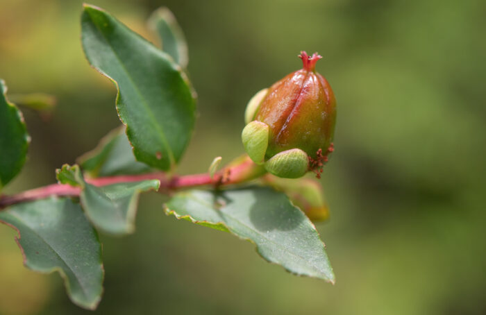 Arunachal plant (Hypericum)