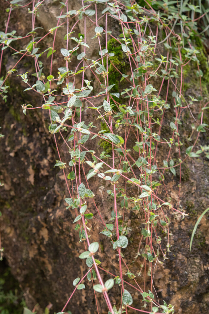 Arunachal plant (Gonostegia)