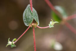 Arunachal plant (Gonostegia)