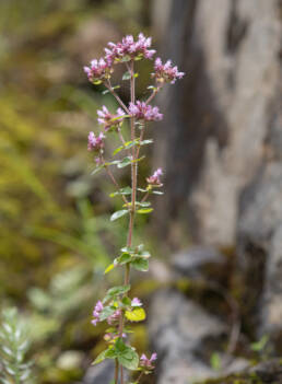 Arunachal plant (Origanum)