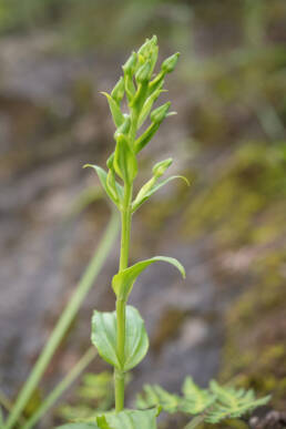 Arunachal plant (Orchidinae)