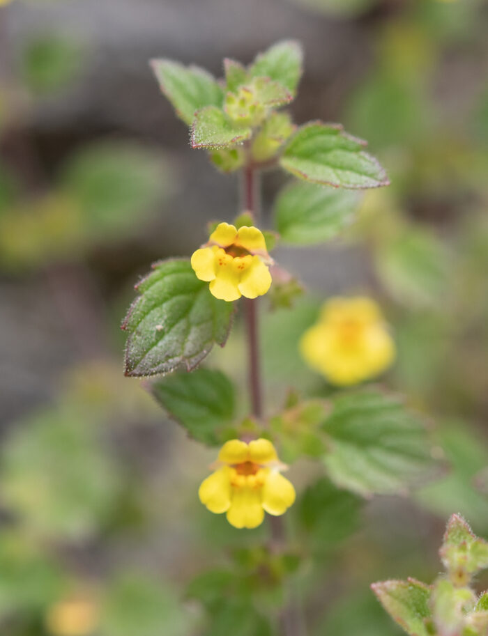 Arunachal plant (Lindenbergia)