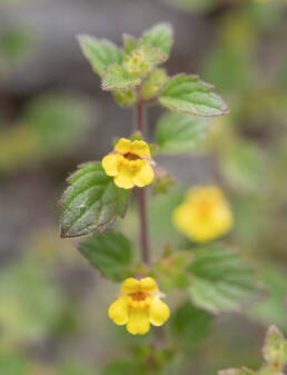 Arunachal plant (Lindenbergia)