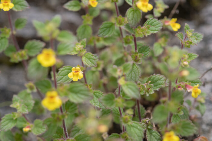 Arunachal plant (Lindenbergia)