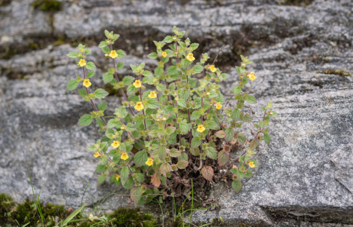 Arunachal plant (Lindenbergia)