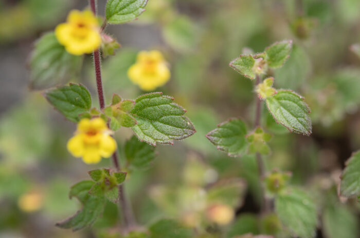 Arunachal plant (Lindenbergia)