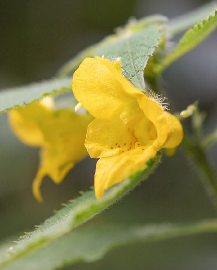 Arunachal plant (Impatiens)