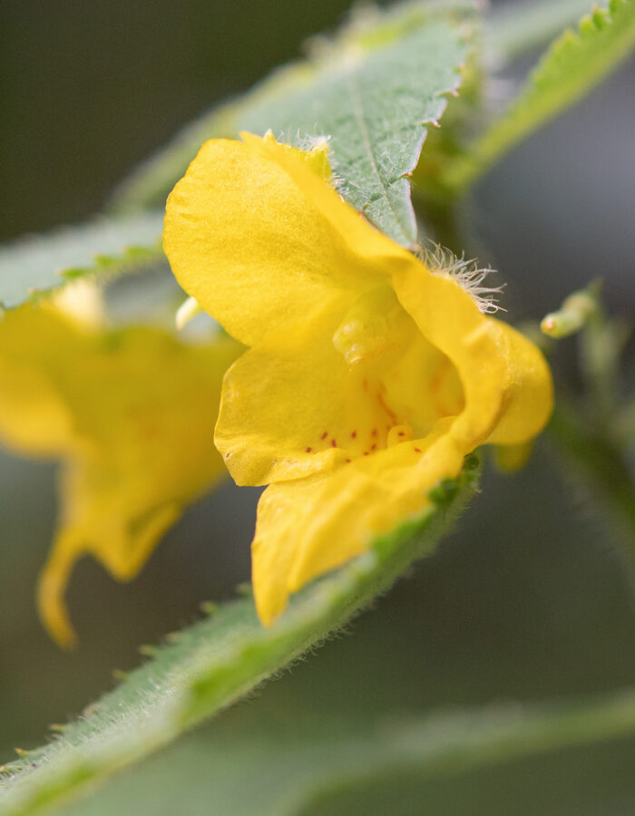 Arunachal plant (Impatiens)