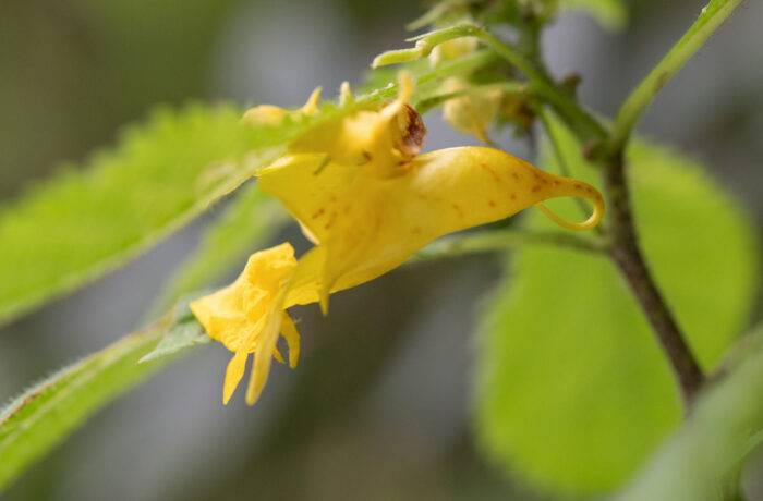 Arunachal plant (Impatiens)