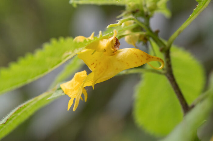 Arunachal plant (Impatiens)