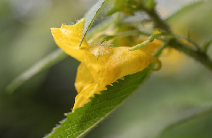 Arunachal plant (Impatiens)