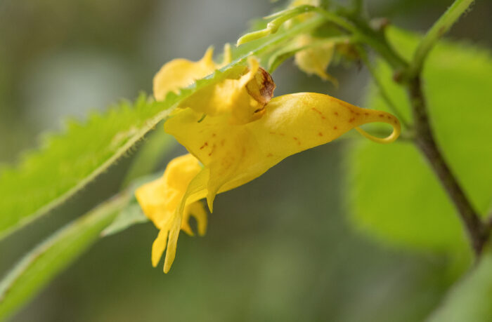 Arunachal plant (Impatiens)