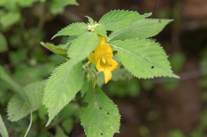 Arunachal plant (Impatiens)