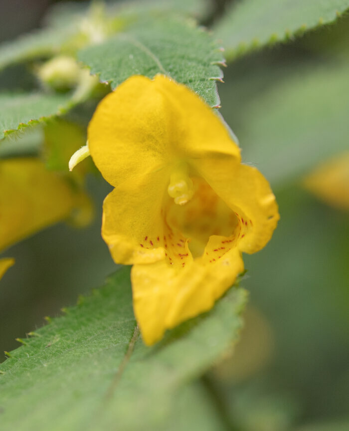 Arunachal plant (Impatiens)