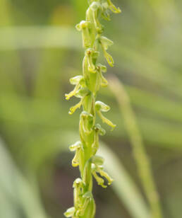 Arunachal plant (Orchidinae)