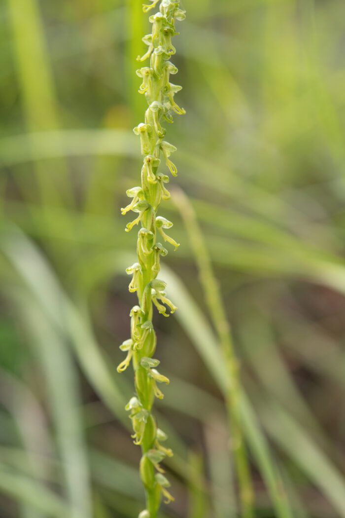 Arunachal plant (Orchidinae)