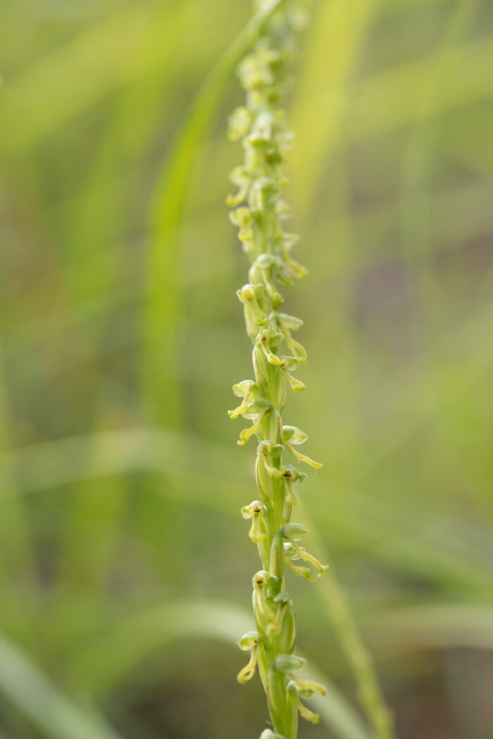 Arunachal plant (Orchidinae)