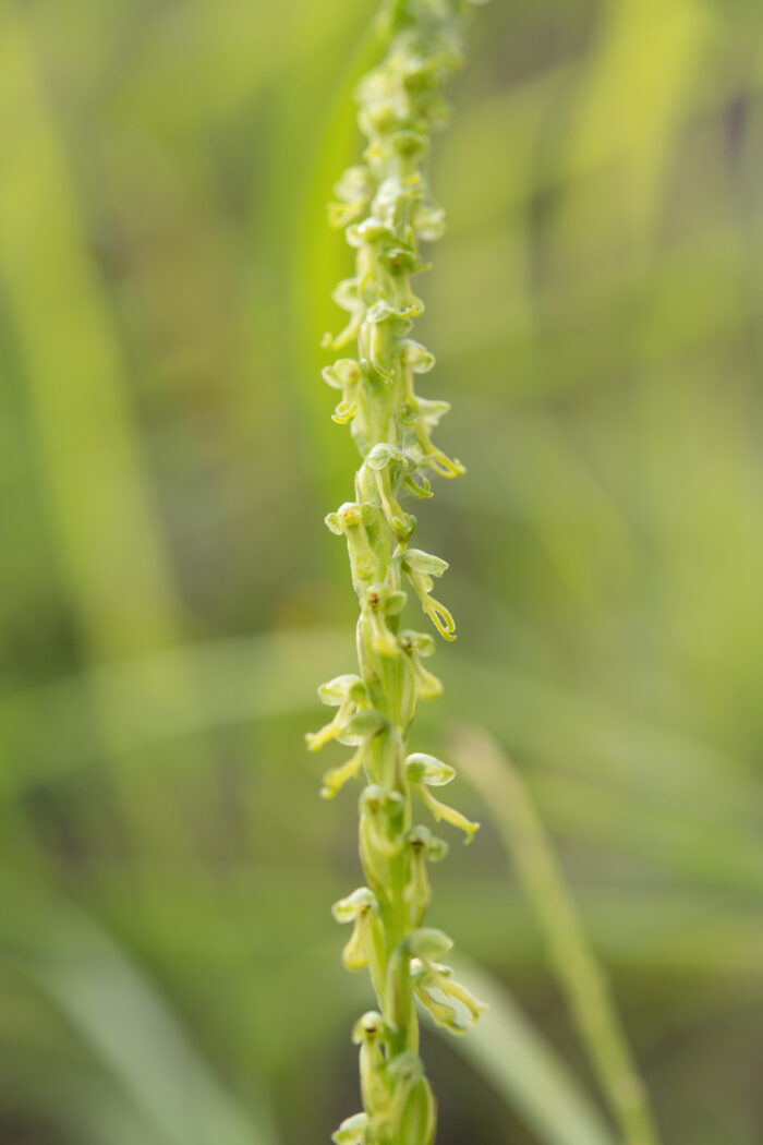 Arunachal plant (Orchidinae)