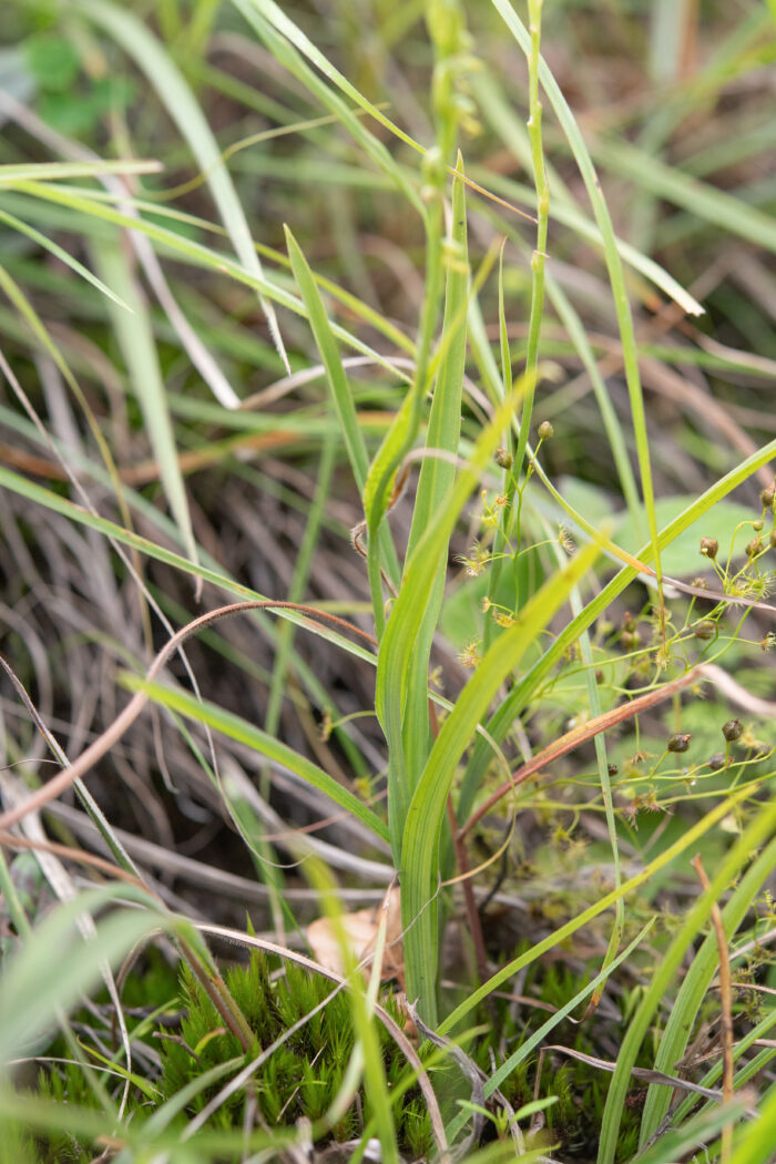 Arunachal plant (Orchidinae)