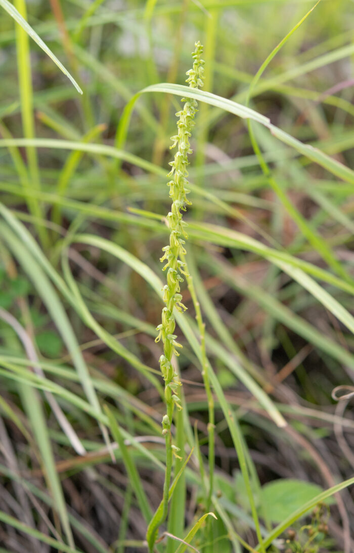 Arunachal plant (Orchidinae)