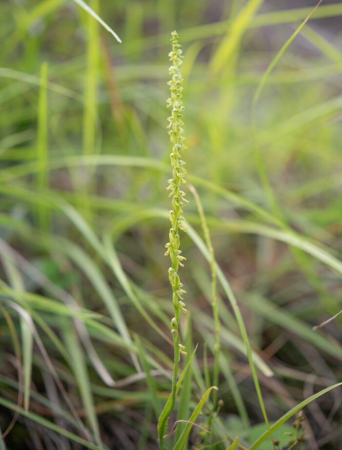 Arunachal plant (Orchidinae)