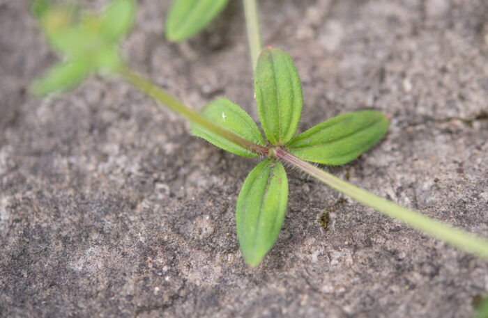 Arunachal plant (Galium)